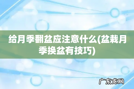 盆栽月季换盆有技巧 给月季翻盆应注意什么