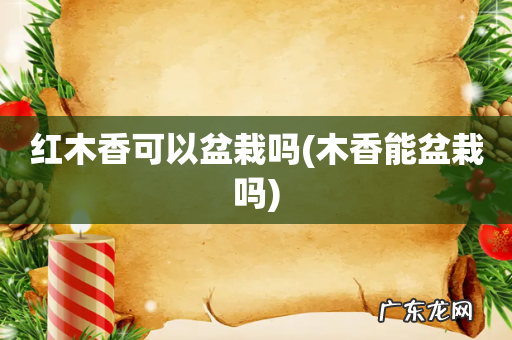 木香能盆栽吗 红木香可以盆栽吗