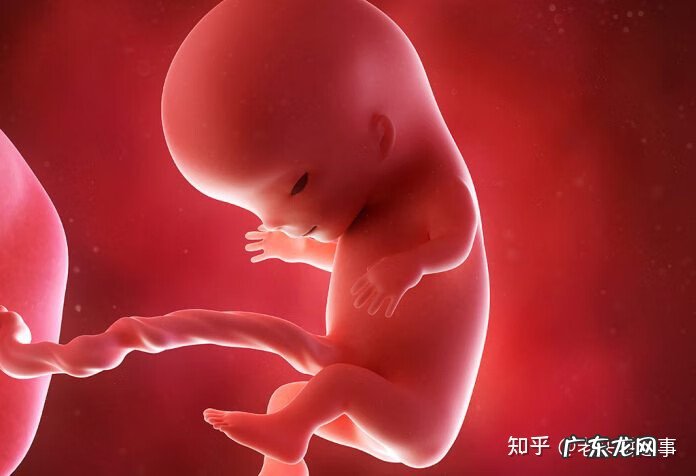 7个月大的胎儿图片 7个月的胎儿图