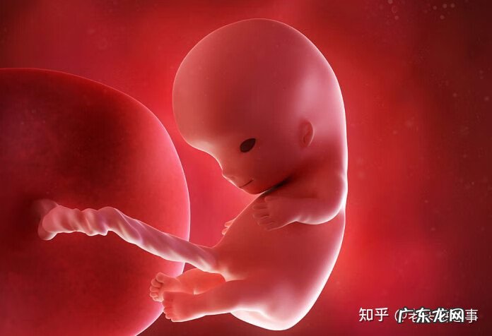 7个月大的胎儿图片 7个月的胎儿图