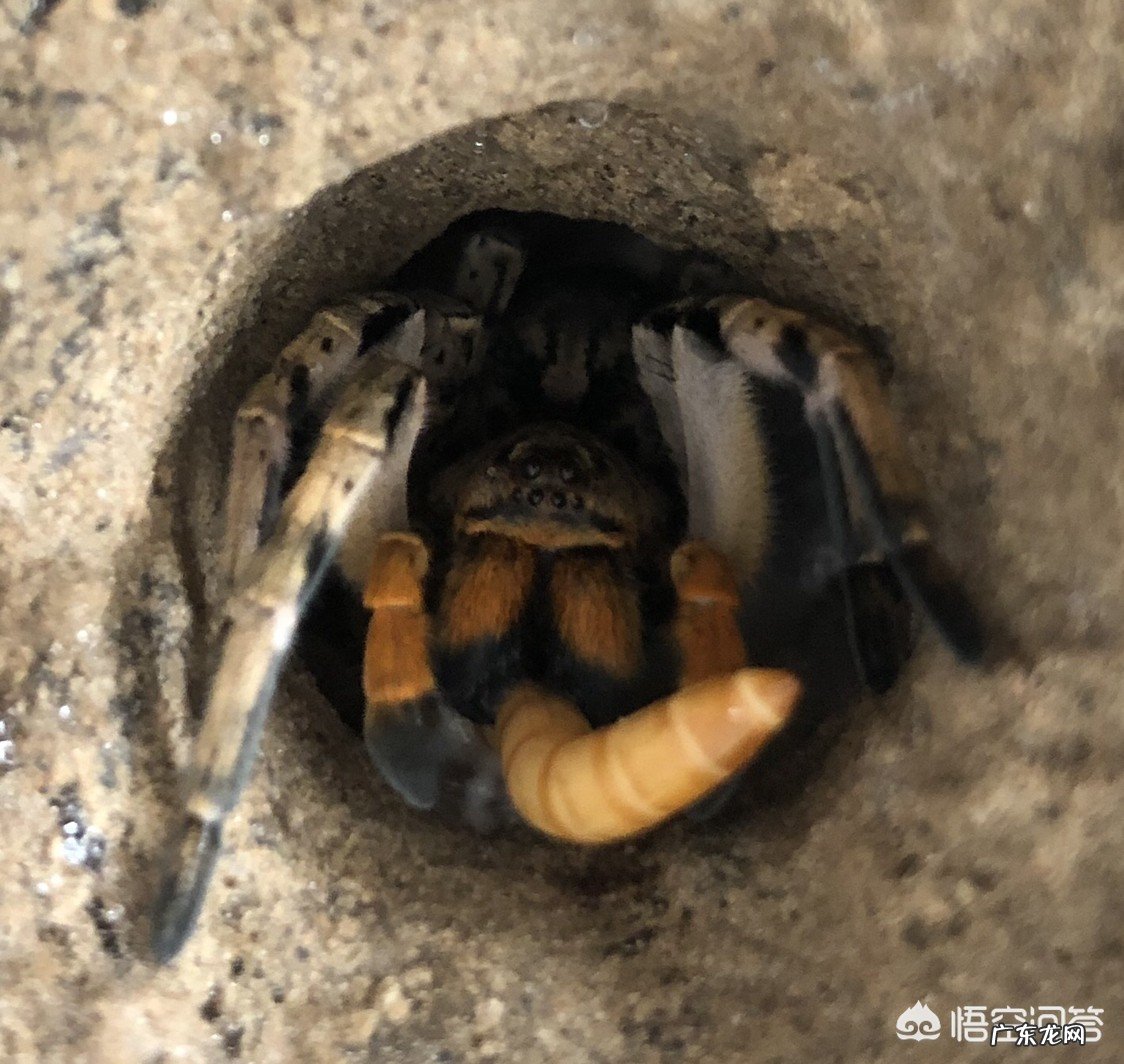 有什么好养的超小型宠物?