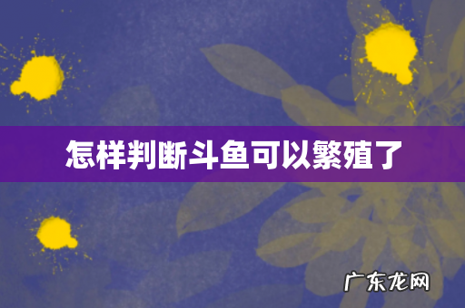 怎样判断斗鱼可以繁殖了