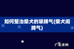 柴犬闹脾气 如何整治柴犬的犟脾气