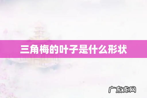 三角梅的叶子是什么形状