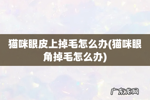 猫咪眼角掉毛怎么办 猫咪眼皮上掉毛怎么办