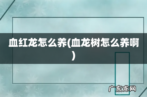 血龙树怎么养啊 血红龙怎么养