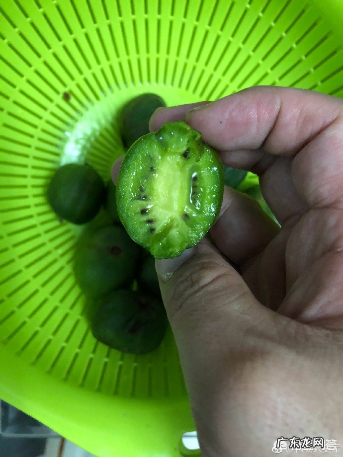 猕猴桃有多少品种?有哪些营养价值?