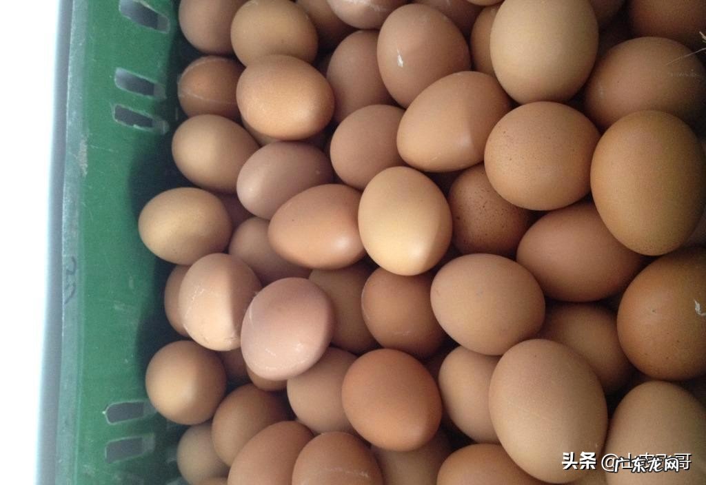 农村养鸡单靠卖鸡蛋可以挣钱吗?