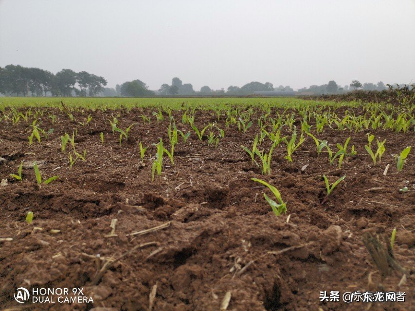 农村养鸡单靠卖鸡蛋可以挣钱吗?