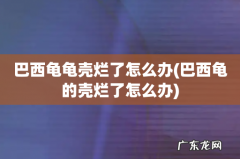 巴西龟的壳烂了怎么办 巴西龟龟壳烂了怎么办