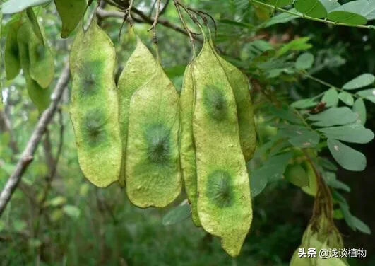 海南黄花梨是梨树吗？有什么用途？