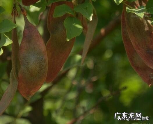 海南黄花梨是梨树吗？有什么用途？