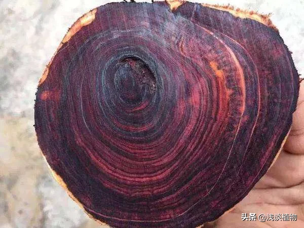 海南黄花梨是梨树吗？有什么用途？