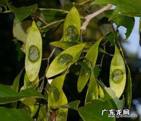 海南黄花梨是梨树吗？有什么用途？