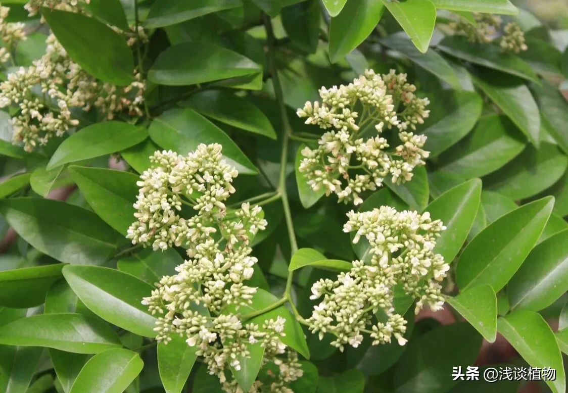 海南黄花梨是梨树吗？有什么用途？