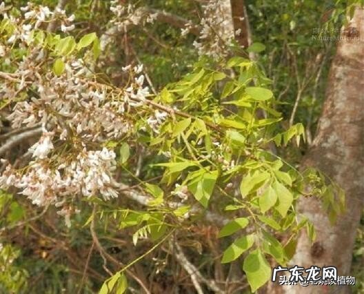 海南黄花梨是梨树吗？有什么用途？