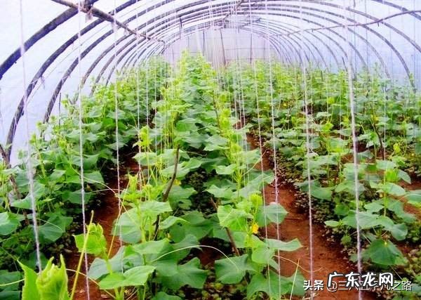 现在种植蔬菜前景如何？