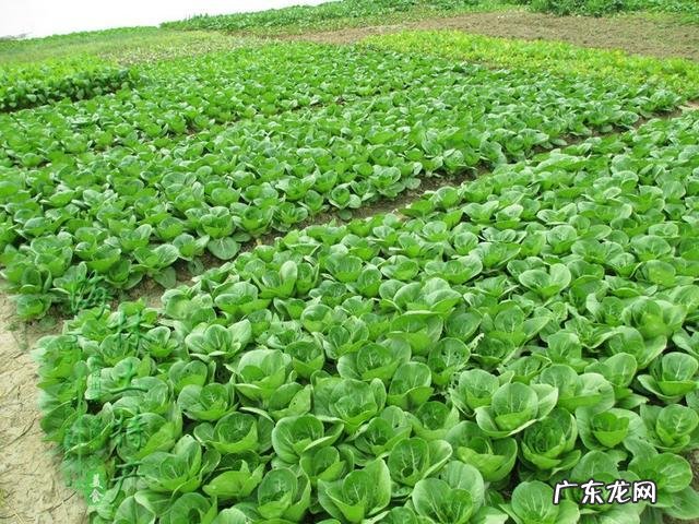 现在种植蔬菜前景如何?