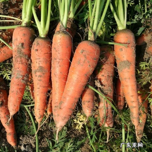 现在种植蔬菜前景如何?