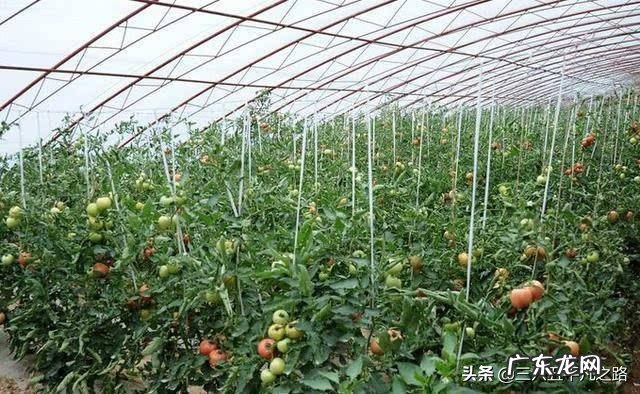 现在种植蔬菜前景如何？