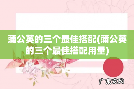 蒲公英的三个最佳搭配用量 蒲公英的三个最佳搭配