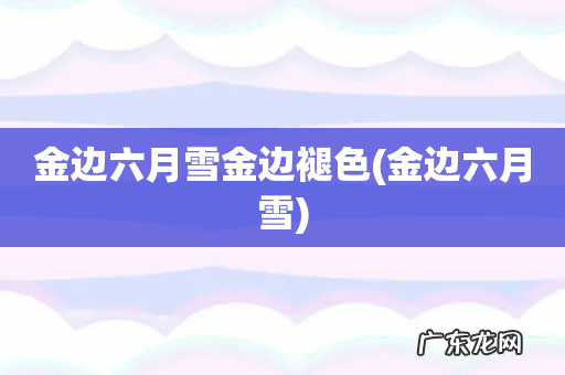 金边六月雪 金边六月雪金边褪色