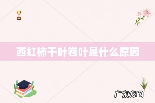 西红柿干叶卷叶是什么原因