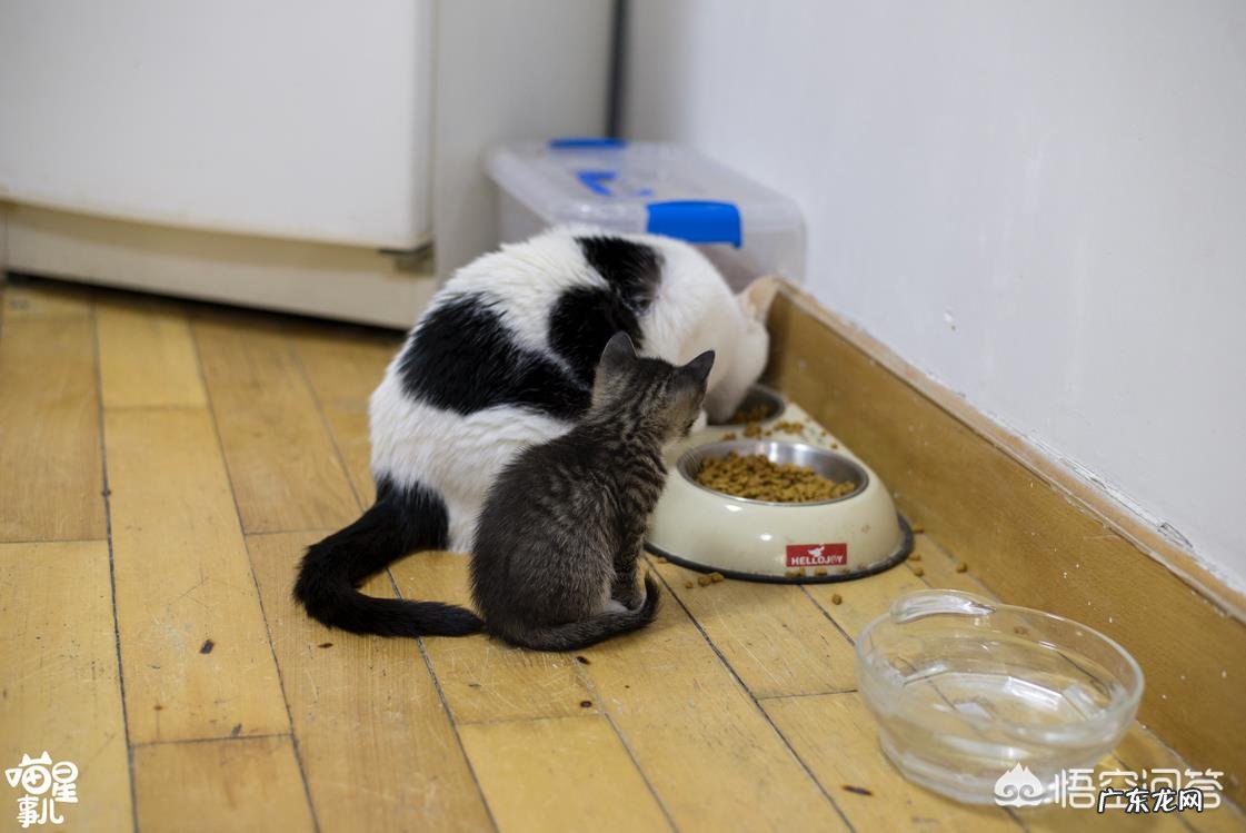 母猫为什么叼着小猫往主人怀里塞?