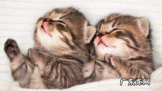 母猫为什么叼着小猫往主人怀里塞?