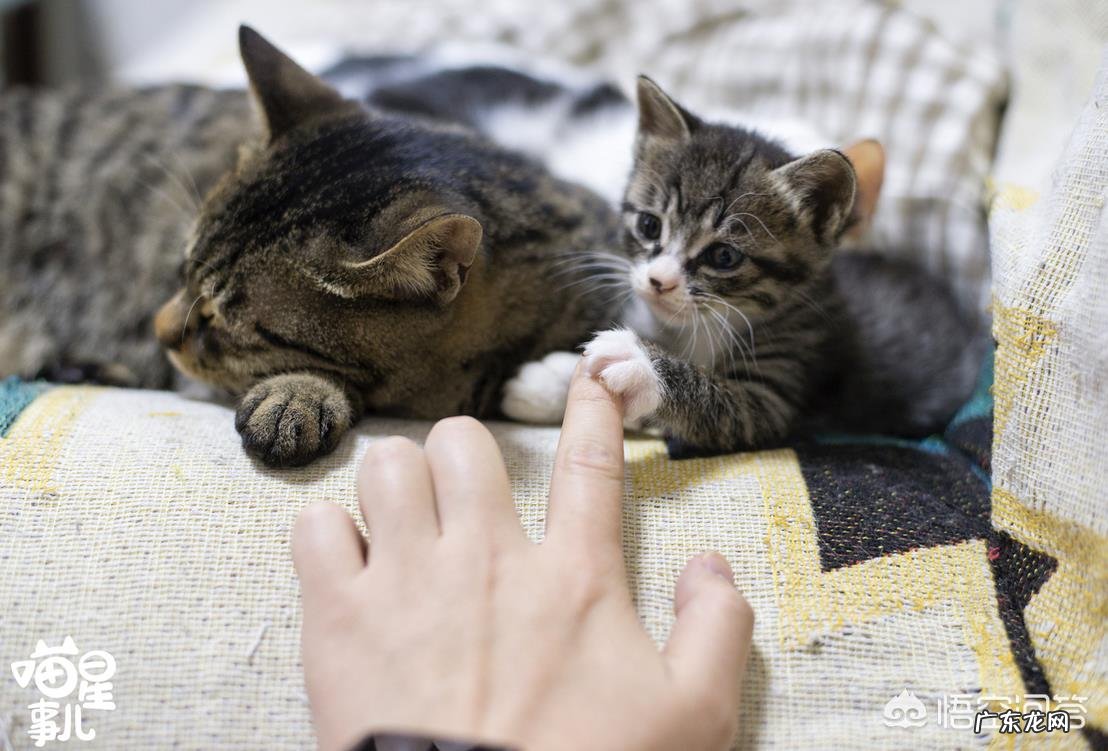 母猫为什么叼着小猫往主人怀里塞?