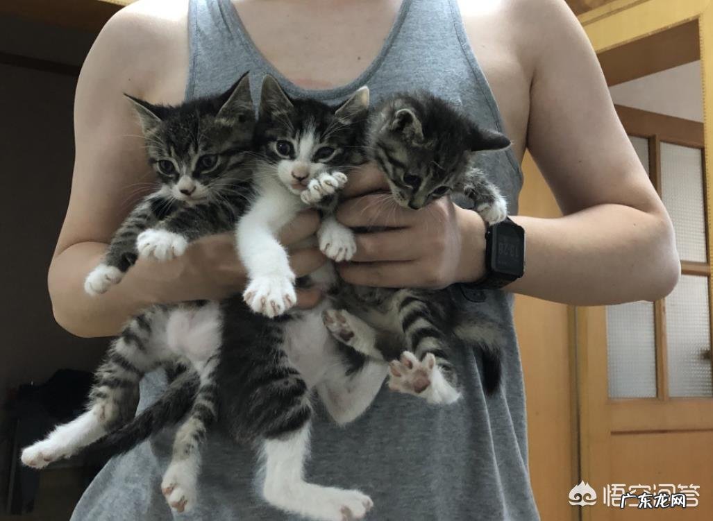 母猫为什么叼着小猫往主人怀里塞?