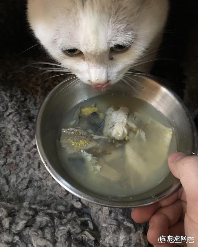 母猫为什么叼着小猫往主人怀里塞?