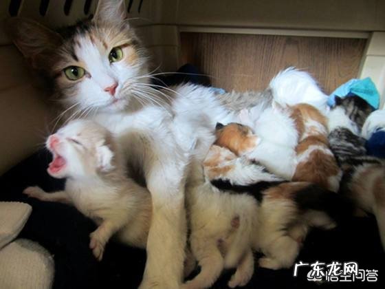 母猫为什么叼着小猫往主人怀里塞?