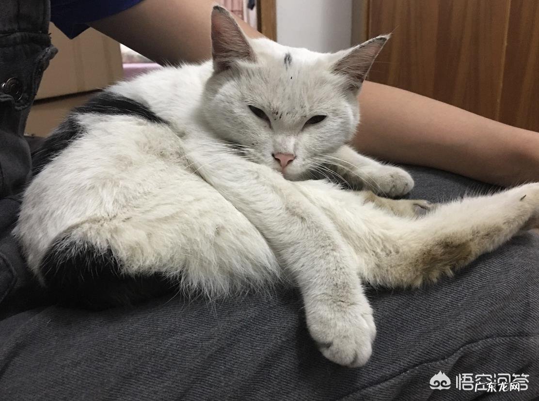 母猫为什么叼着小猫往主人怀里塞?