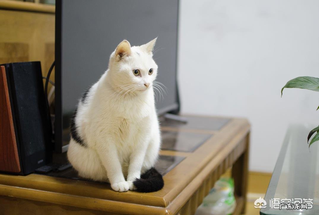 母猫为什么叼着小猫往主人怀里塞?