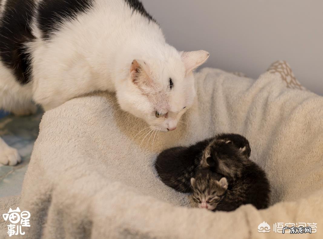 母猫为什么叼着小猫往主人怀里塞?