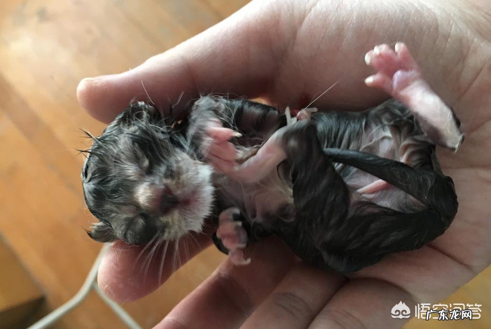 母猫为什么叼着小猫往主人怀里塞?