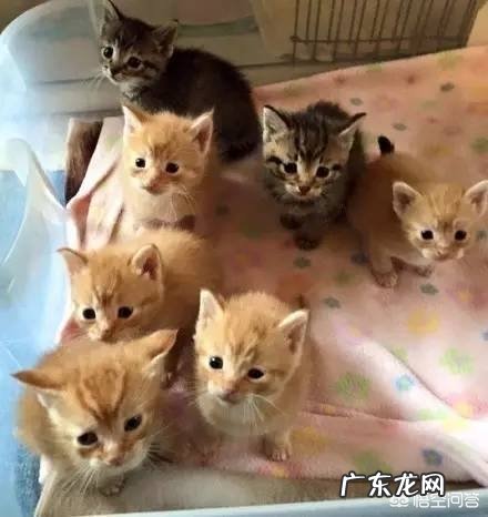 母猫为什么叼着小猫往主人怀里塞?
