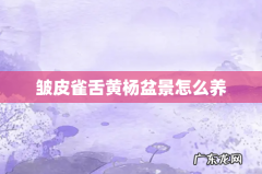 皱皮雀舌黄杨盆景怎么养