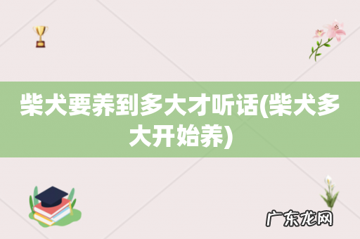 柴犬多大开始养 柴犬要养到多大才听话