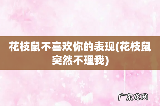 花枝鼠突然不理我 花枝鼠不喜欢你的表现