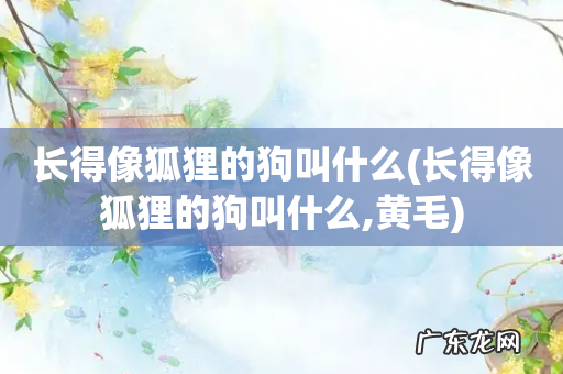 长得像狐狸的狗叫什么,黄毛 长得像狐狸的狗叫什么