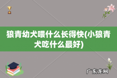 小狼青犬吃什么最好 狼青幼犬喂什么长得快