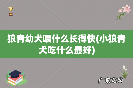 小狼青犬吃什么最好 狼青幼犬喂什么长得快