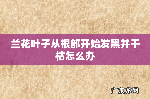 兰花叶子从根部开始发黑并干枯怎么办
