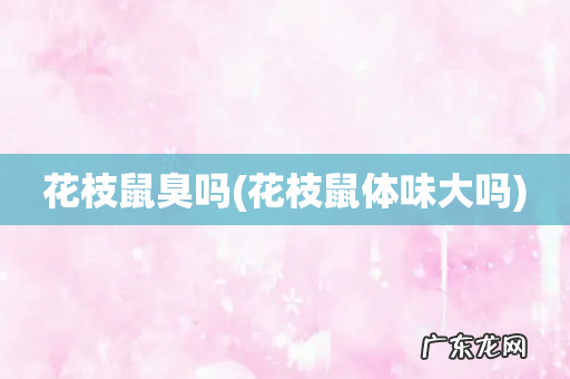 花枝鼠体味大吗 花枝鼠臭吗