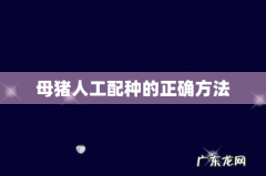 母猪人工配种的正确方法