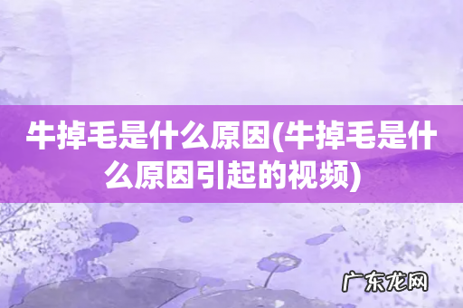 牛掉毛是什么原因引起的视频 牛掉毛是什么原因