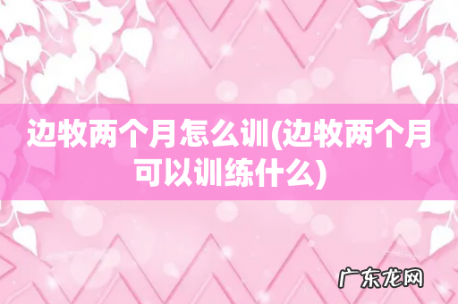 边牧两个月可以训练什么 边牧两个月怎么训