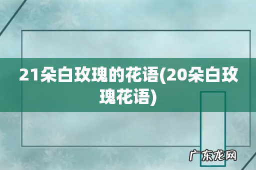 20朵白玫瑰花语 21朵白玫瑰的花语